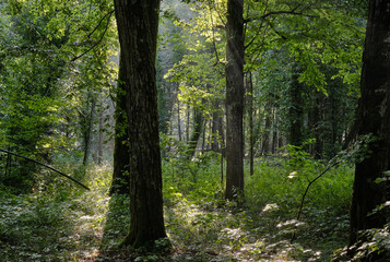 Misty morning deciduous tree stand