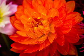 Dahlia close up