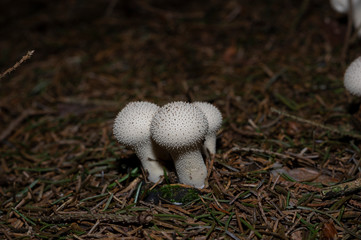 Lycoperdon perlatum, popularly known as the common puffball, warted puffball, gem-studded puffball, or the devil's snuff-box, is a species of puffball fungus in the family Agaricaceae.