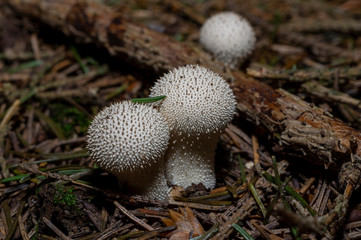 Lycoperdon perlatum, popularly known as the common puffball, warted puffball, gem-studded puffball,...