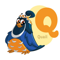 Quail ABC Alphabet