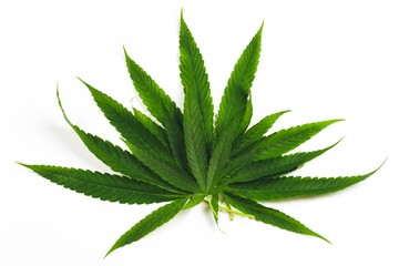 Fototapeta na wymiar Closeup of green cannabis, fresh leaves isolated on white background. Selective focus.