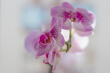 White-red, pink, purple orchid, close-up with low depth of field, flower, potted, interior, delicate