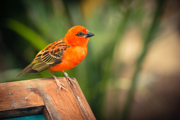 Madagascar (red) Fody