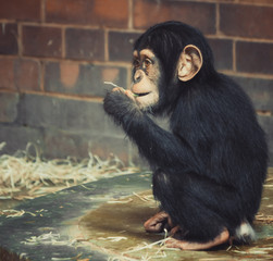baby chimp