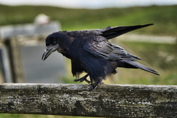 Fototapeta premium Two Black Raven On piece of wood.