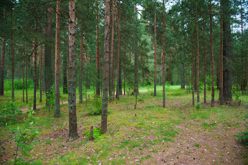 Summer Pine Forest