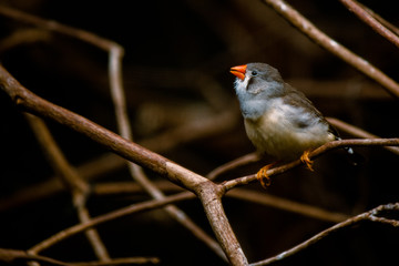 Java Sparrow