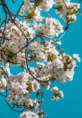 Obraz premium Weiße Kirschblüten vor einem blauen Hintergrund