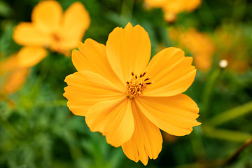 Cosmos taken at Saitama Japan