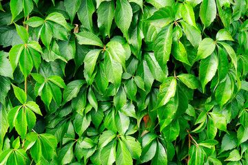 Background from green leaves in nature. Young colorful leaves.