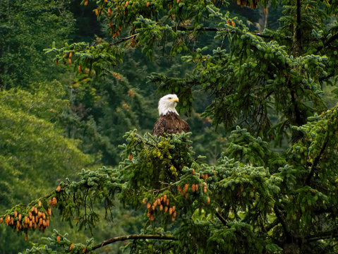 Eagle In a Spruce