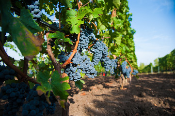 Vineyards at sunset in autumn harvest