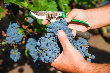 Vineyard. Grape harvesting
