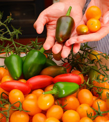 Mix tomatoes in summer day. Composition of variety fresh tomatoes.