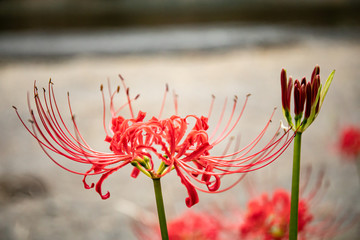 Red Spider Lily, taken at Kinchakuda, Saitama, Japan