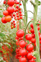 Ripe organic tomatoes in garden ready to harvest