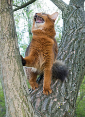 fluffy red cat (breed Somali) in the park, sitting in a fork in a tree