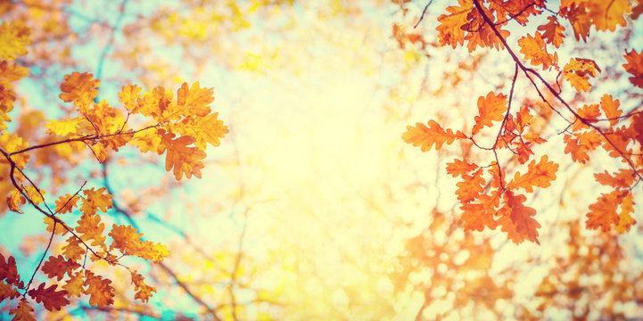 Autumn oak leafes on wide blurred background, very shallow focus. Colorful foliage in the autumn park.