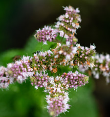 tiny pink and white flowers