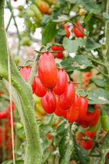 Ripe organic tomatoes in garden ready to harvest