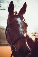 Obraz premium horse portrait