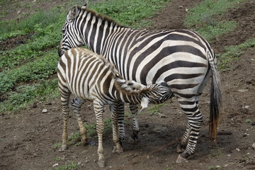 Fototapeta na wymiar zebra with breeding