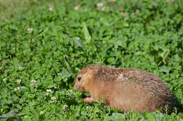 A prairie dog in the outdoors
