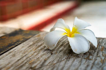 Fototapeta na wymiar white flower or Plumeria with five leaves placed on a wooden table with blurred background