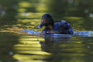 duck in the water