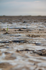 green shoot and the sand