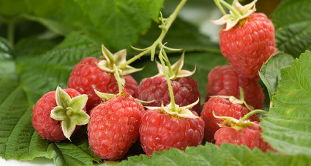 bunch of ripe raspberries lies on the leaves close-up