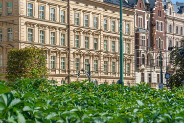 Street with classic European buildings against a green wall of bushes