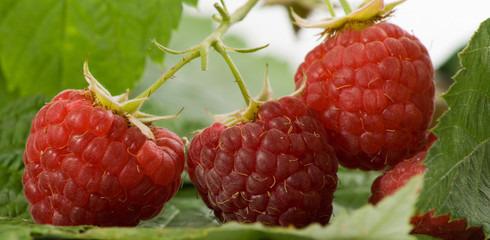 bunch of ripe raspberries lies on the leaves close-up