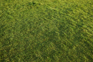 High angle view of grassy mowed lawn. Wallpaper of fesh lush golf field on summer day. Natural...