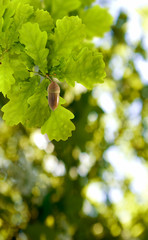 Fototapeta na wymiar image of oak leaves with acorn on a green background closeup