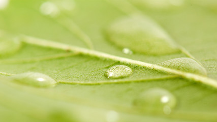 image of drop on the leaf close up