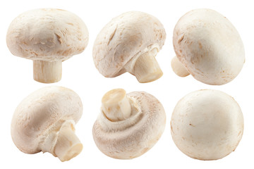 champignon, mushroom, isolated on white background, clipping path, full depth of field