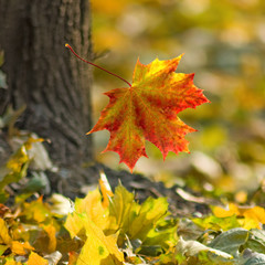closeup image of autumn leaf on forest  background