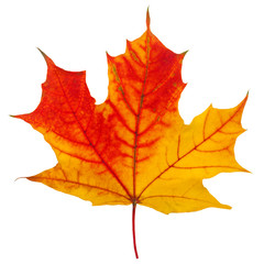 Naklejka na ściany i meble autumn maple leaf isolated on white background, clipping path, full depth of field