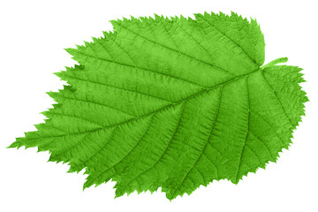 hazelnut leaf, isolated on white background, clipping path, full depth of field