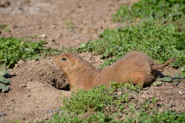 A prairie dog in the outdoors