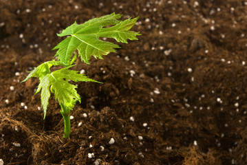 green sprout in a soil outdoors closeup