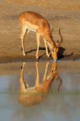 Male impala antelope (Aepyceros melampus) drinking water, Kruger National Park, South Africa.