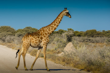 Giraffe