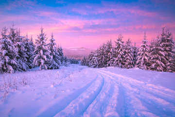 Forest in magic pink morning light