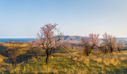 Flowering almond trees