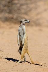 Alert meerkat (Suricata suricatta) standing on guard, Kalahari desert, South Africa.