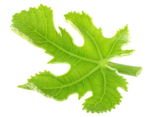 Fototapeta premium fig leaf isolated on a white background