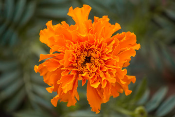 Orange flower